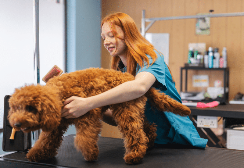 How to Get Your Dog's Coat Ready for Summer