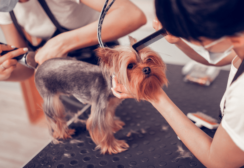 How to Get Your Dog's Coat Ready for Summer