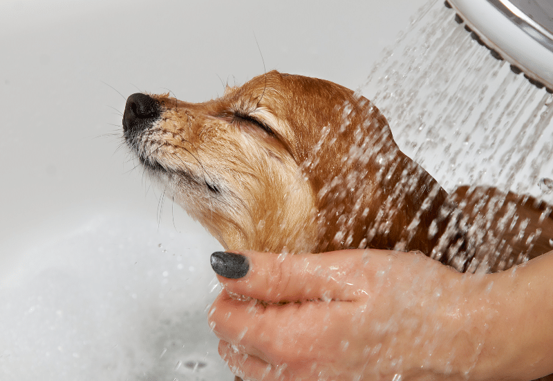 How to Get Your Dog's Coat Ready for Summer