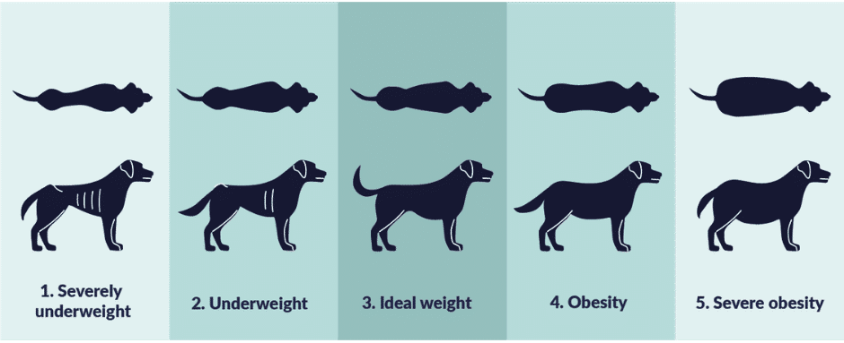 Healthy dog weight