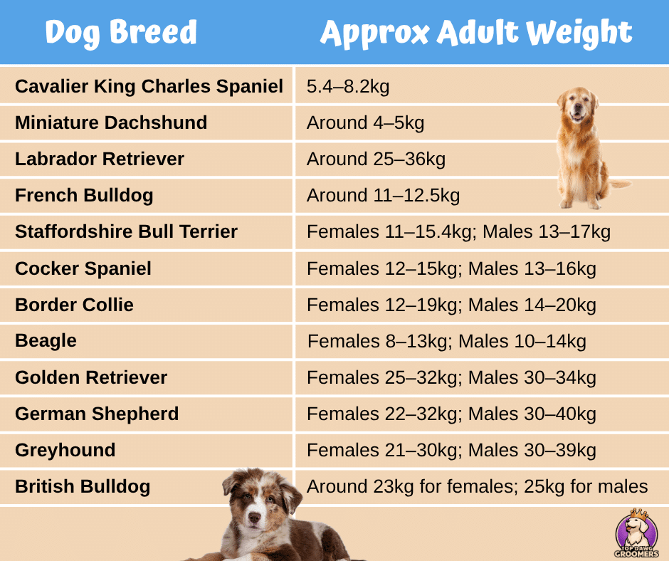 Healthy dog weight