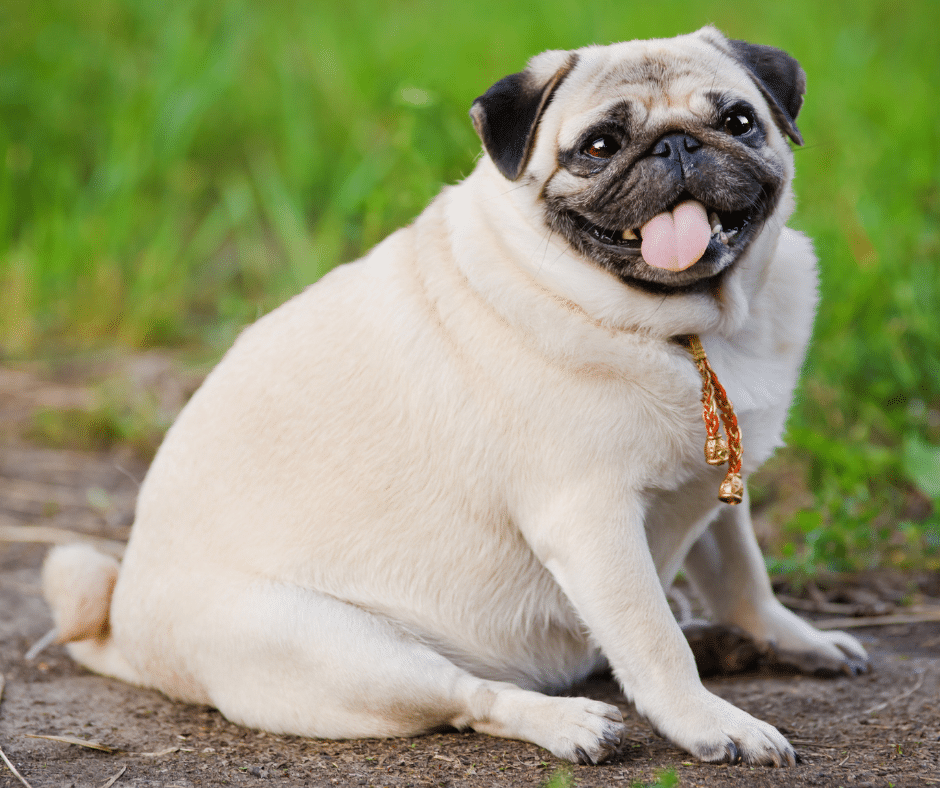 Healthy dog weight