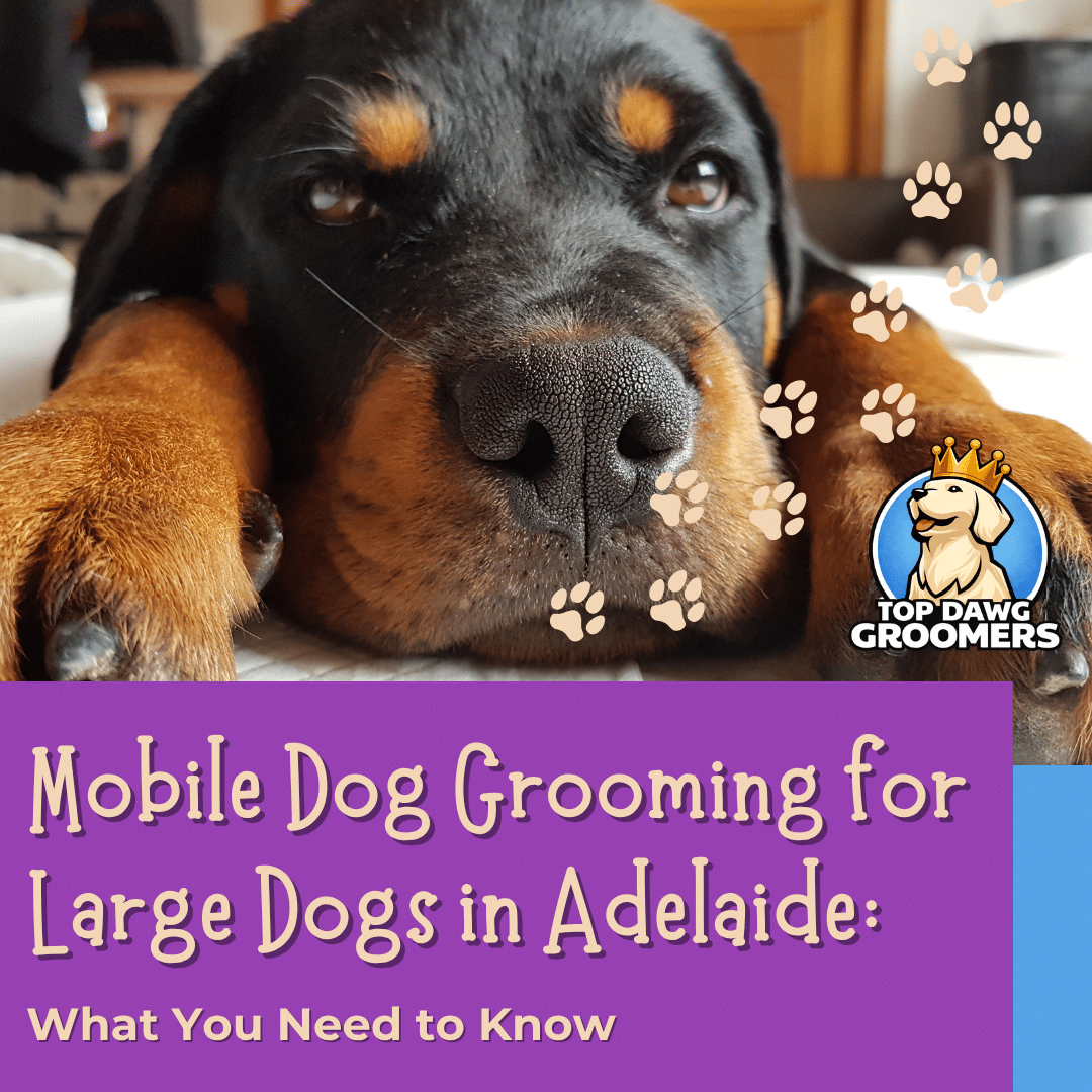 Mobile Dog Grooming for Large Dogs in Adelaide | Top Dawg Grooming